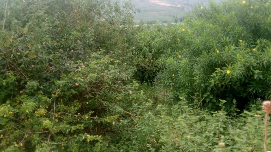 biharwe_katojo_opp_market